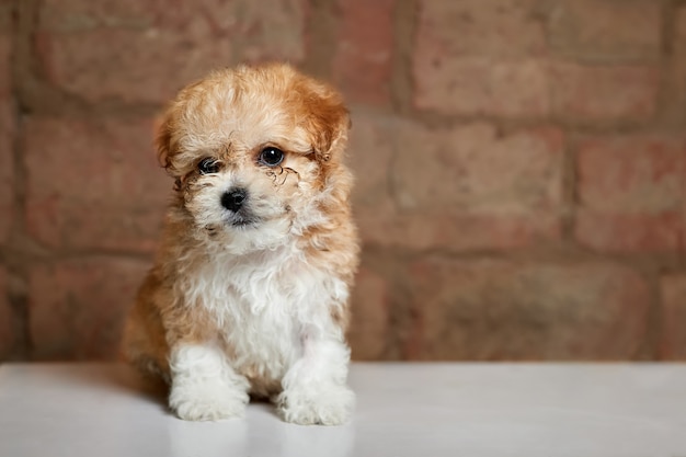 Maltipoo-puppy op een baksteenachtergrond