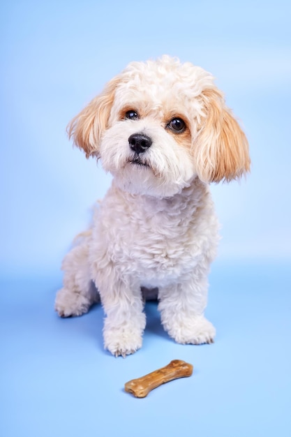 Maltipoo Puppy sits near a bone on a blue background