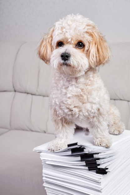 Maltipoo Puppy sits on a stack of office papers fastened with black binders