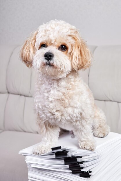 Maltipoo Puppy는 검은 바인더로 고정된 사무용 서류 더미 위에 앉아 있습니다.