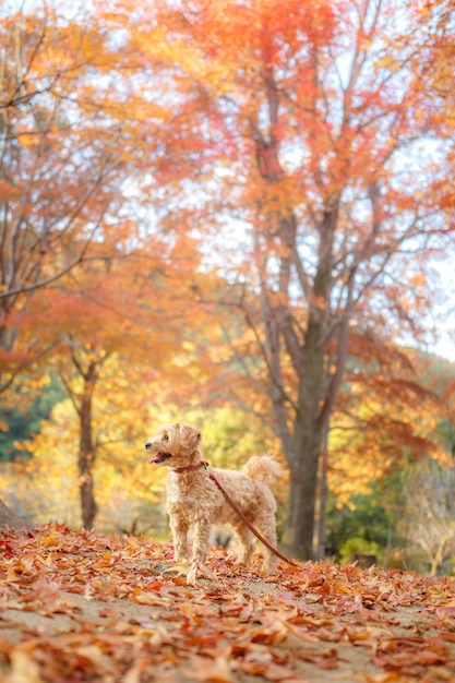 Maltipoo speelt in de herfst