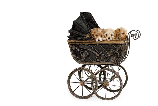 Maltipu-puppy's in een oude poppenwagen