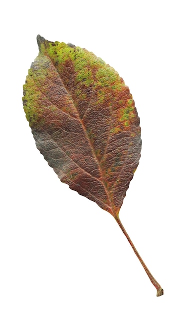 Malus autumn leaf isolated on white Apple leaf isolated on white background