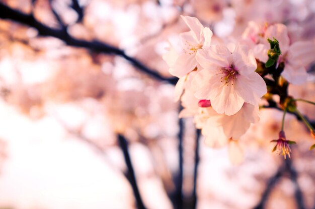 写真 春のマルス ハリアナの花