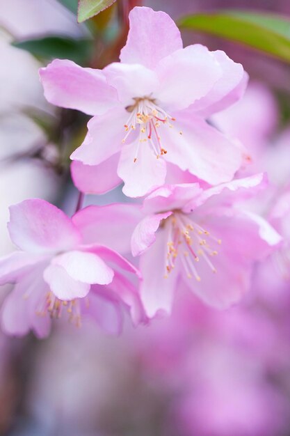 Foto malus halliana fiore in primavera