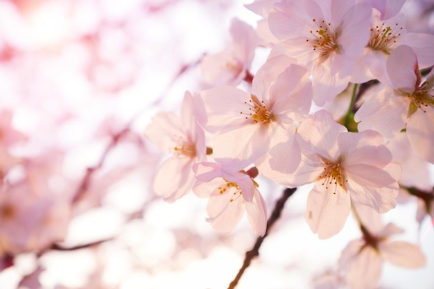 Foto malus halliana fiore in primavera