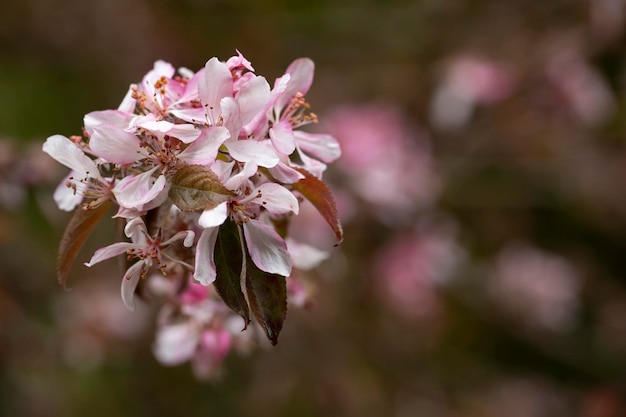 Malus niedzwetzkyana close-up selectieve softfocus Decoratieve appelboom met heldere bloemen Paarse bloesems in de tuin van de appelboom van het voorjaar