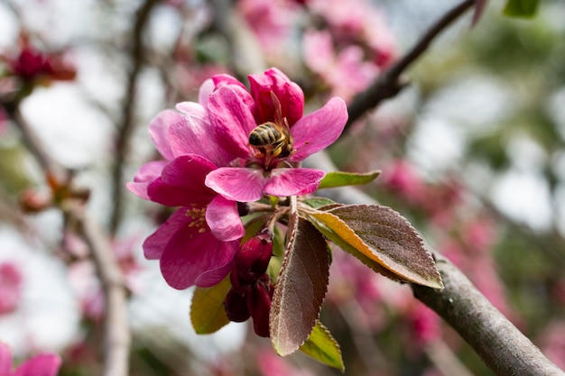 マルス豊富なクラブアップルピンクの花のクローズアップ咲くクラブアップルクラブアップルクラブツリーまたは野生のap ...