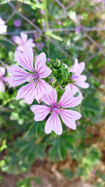 Malva bloeit een natuurlijk wonder