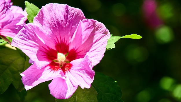 Malva flower in the park of the city of Sochi.