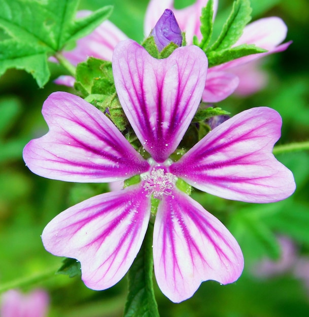 Malva is a genus of herbaceous plants in the family Malvaceae