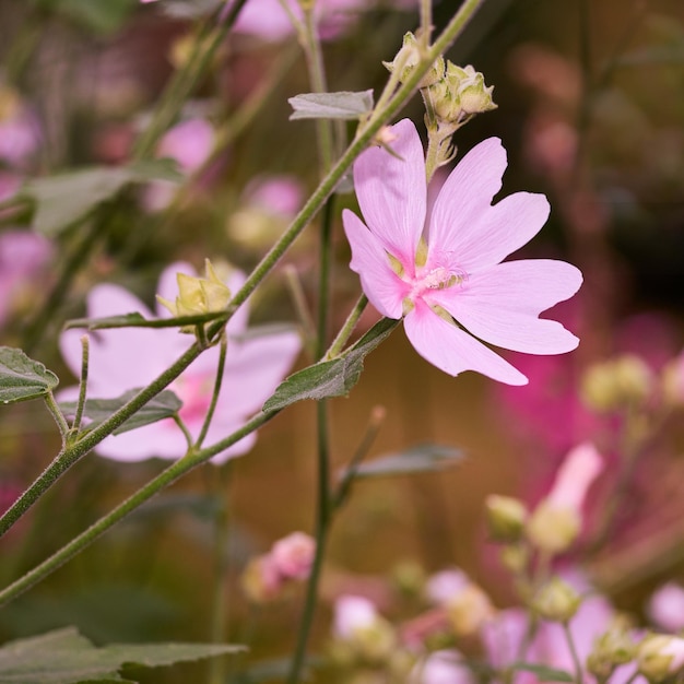 Malva moschata musk mallow bloemen groeien in een tuin of veld buitenshuis Close-up van prachtige bloeiende planten met roze bloemblaadjes bloeien en bloeien in de natuur tijdens een zonnige dag in het voorjaar