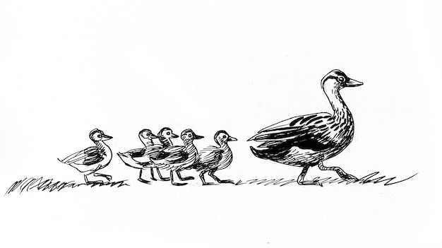 Mama eend vogel met haar baby's. Inkt zwart-wit tekening