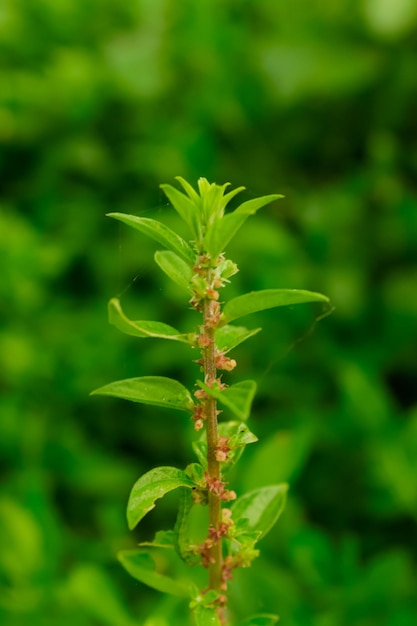 写真 ママン・ラナンはクレオメ科に属する雑草植物です