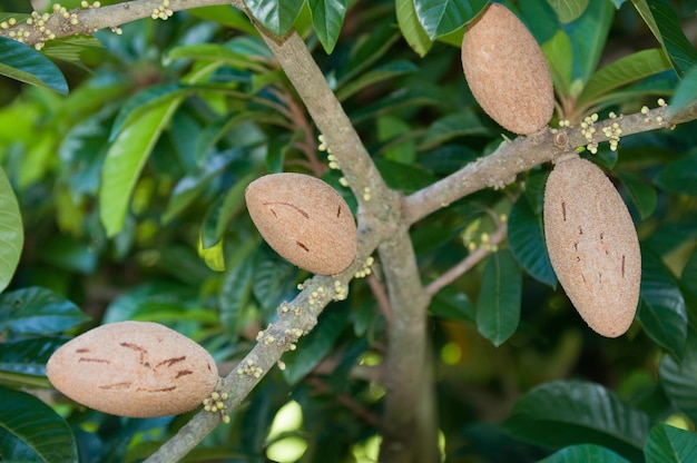 Photo mamey sapote fruit