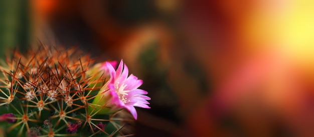 Mamillaria bloeiende stekelige cactus met roze bloem horizontale brede banner wazig achtergrond donkere afbeelding vrije ruimte om tekst tuinieren lente