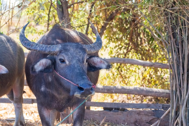 Mammal animal Thai buffalo in grass fieldAdult buffalo with her child with morning light in nature in Thailand