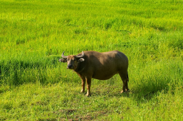 芝生のフィールドで哺乳類の動物タイの水牛自然の中で朝の光と彼女の子供と大人の水牛