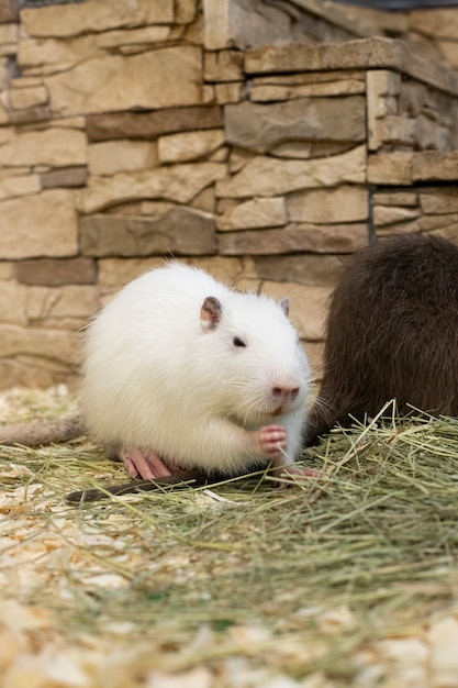 Mammal. fluffy white nutria with white mustache paws take food.\
animals. rodent