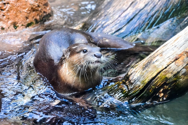 Mammal Nutria Aonix Cinerea