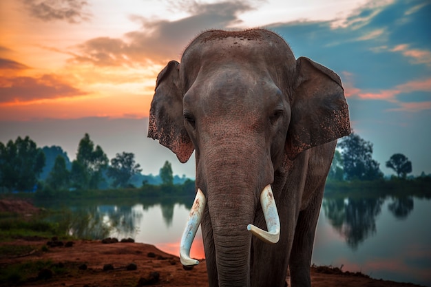 Mammifero all'aperto elefanti elefante selvaggio kilimanjaro