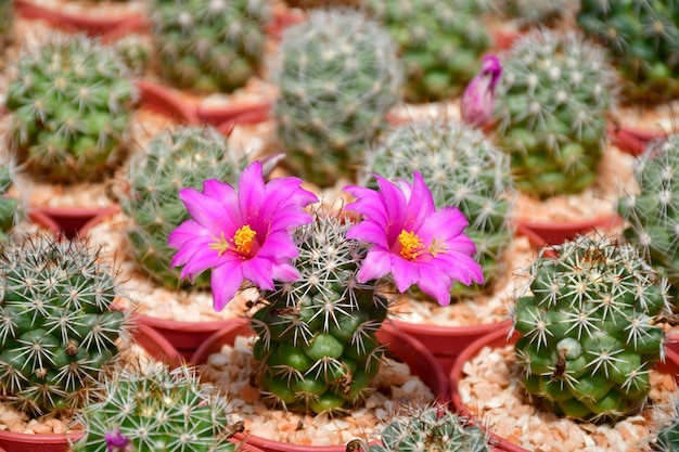 Mammillalia schumanii met roze en witte bloemen