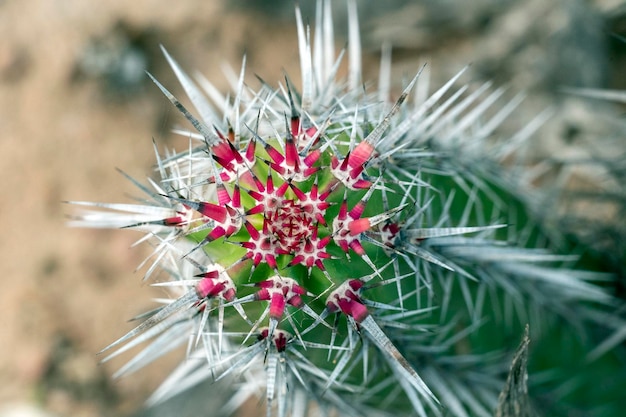 Mammillaria armillata baja 캘리포니아 쉬르 멕시코 선인장