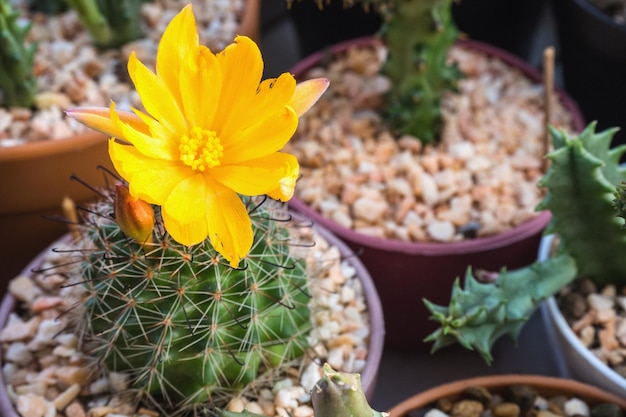 Mammillaria beneckei has yellow flower