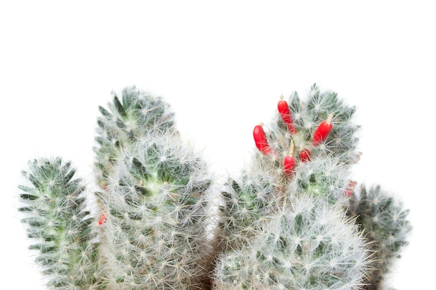 Mammillaria-cactus geïsoleerd