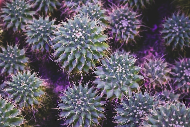 Foto mammillaria cactus groene textuur creatieve achtergrond