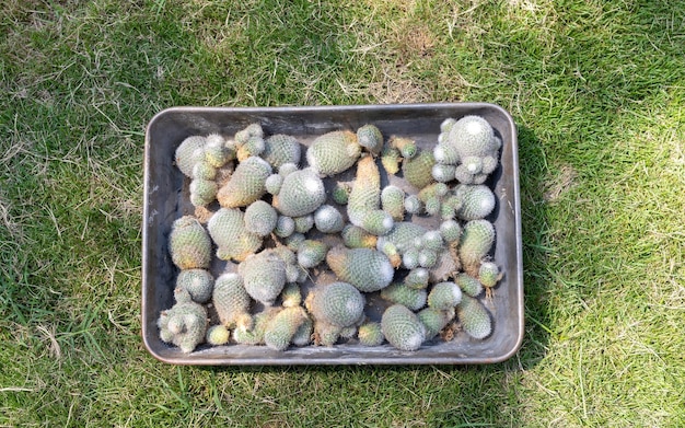 Cuccioli di cactus mammillaria pronti a propagarsi in un vivaio