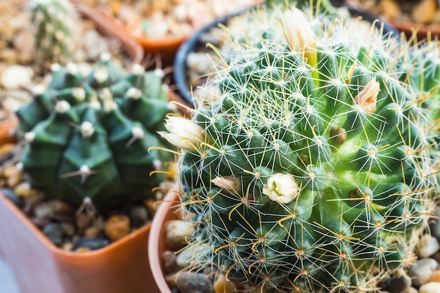 Mammillaria crinita имеет маленькие белые цветки.