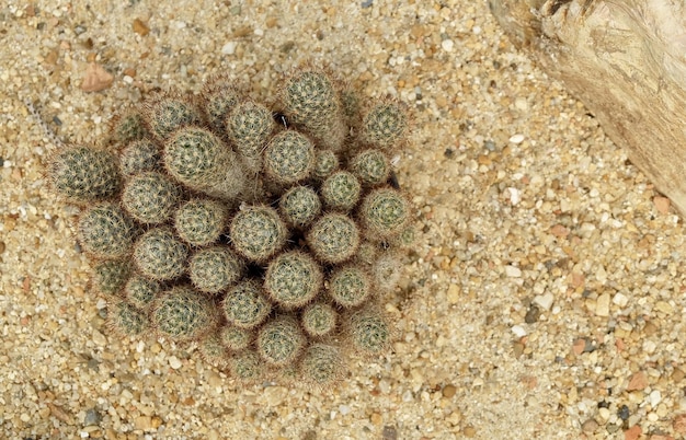 열대 정원의 Mammillaria Elongata 선인장 식물