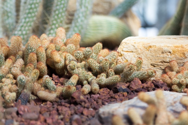 mammillaria elongate cactus in the botanical garden