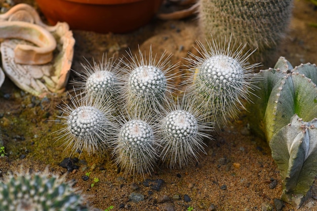 Кактус Mammillaria geminispina с двумя колючками