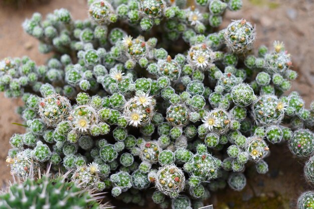 Photo mammillaria gracilis with flowers close up