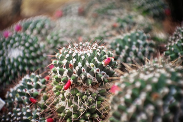 Photo mammillaria karwinskiana ssp nejapensis clump have seed pod cactus in garden has a brown stone around cacti cactaceae succulent tree drought tolerant plant