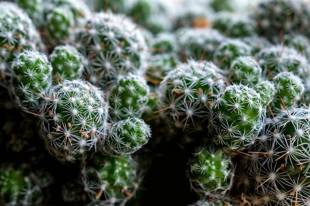 Mammillaria of speldenkussen cactus deset plant close-up foto