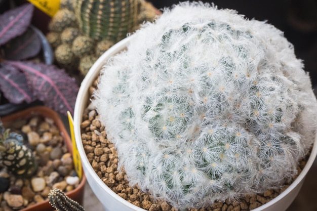 Mammillaria plumosa выглядит как белое перо