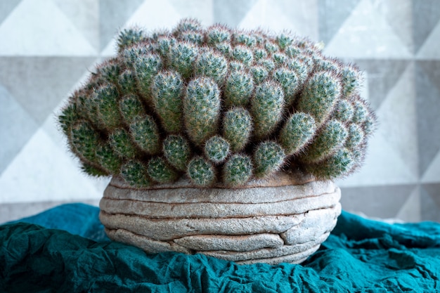 Mammillaria prolifera, groene doorncactus groeit in kleipot