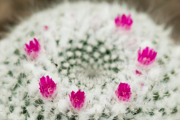 Mammillaria succulent plant