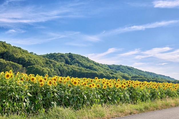 Mammoet Russische gele zonnebloemen die groeien in een veld met een bewolkte blauwe hemelachtergrond en kopieerruimte Tall helianthus annuus met levendige bloemblaadjes die in het voorjaar in een weiland op het platteland bloeien