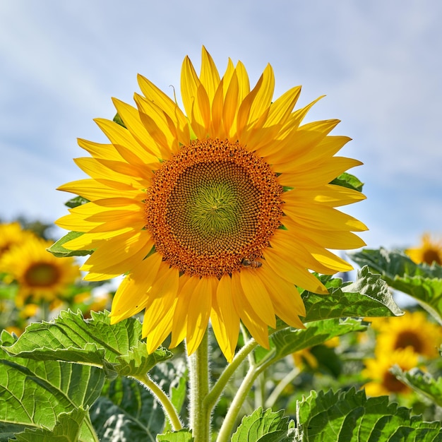 Mammoet Russische zonnebloemen die op een heldere dag in een veld of een botanische tuin groeien Close-up van helianthus annuus met levendige gele bloemblaadjes die in het voorjaar bloeien Mooie planten die in een weiland bloeien