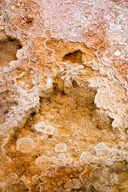 Mammoth Hot Springs