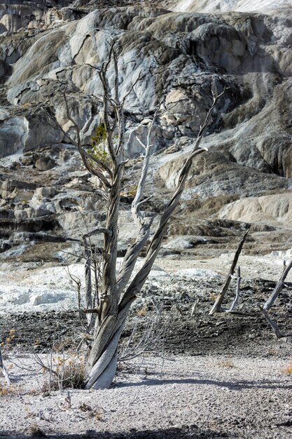 Mammoth Hot Springs