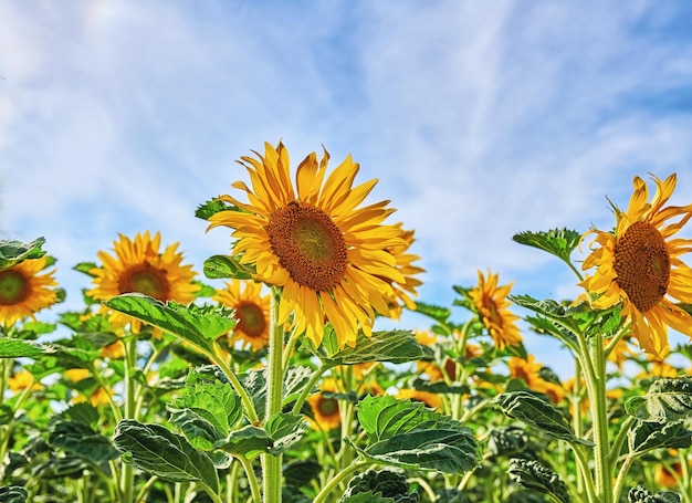 Mammoth russian sunflowers growing in a field or garden with a cloudy blue sky background Closeup of beautiful tall helianthus annuus with vibrant yellow petals blooming and blossoming in spring