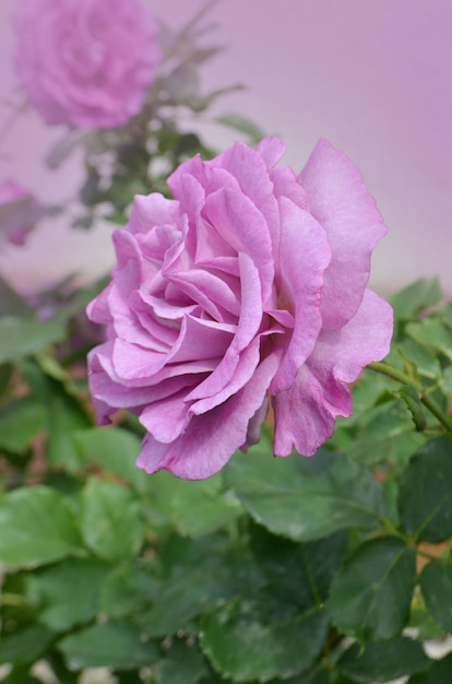 Mamy Blue rose flowers cultivated in the garden