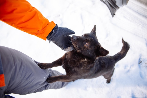 Man aait de zwarte schattige hond