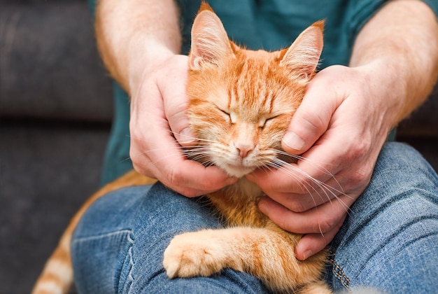 Man aait een gemberkat terwijl hij in zijn armen zit