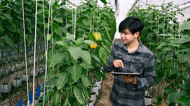 Man agronomist farmer checking quality by tablet in green house.